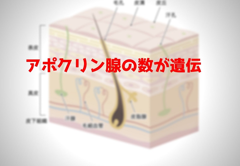 ワキガ臭の原因アポクリン腺の数が遺伝する